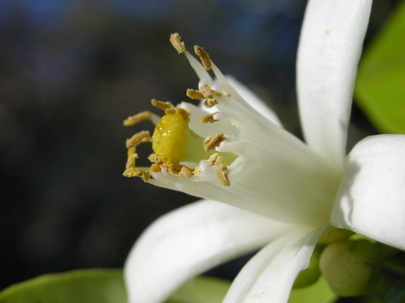 Aceite esencial de neroli