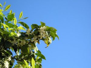 Aceite esencial de neroli