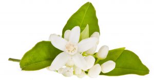 Hoja de naranjo, aceite esencial de neroli